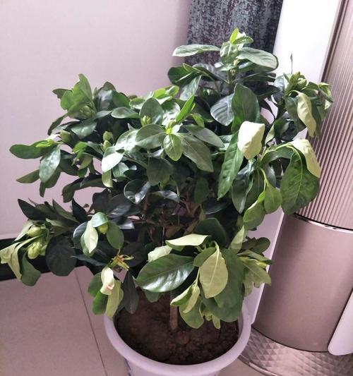 木槿花叶子蔫了怎么办？如何快速恢复植物活力？