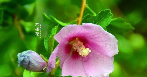 木槿花一年开几次花？如何确保其频繁开花？