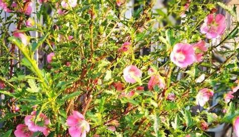 木槿花有毒吗？室内养护需要注意什么？