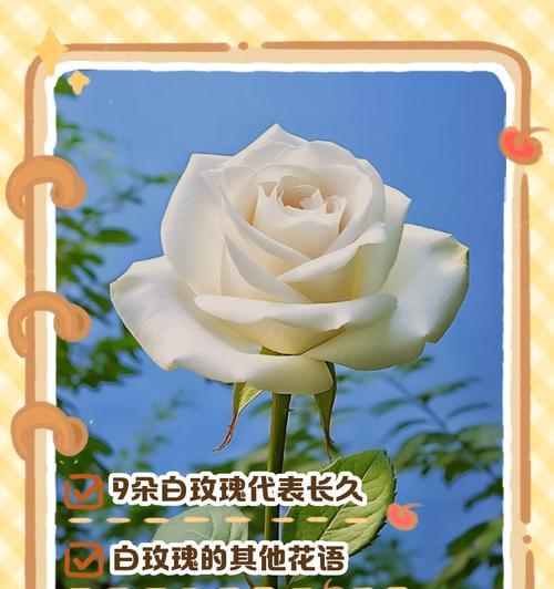 十六朵花的花情花语有何深意？