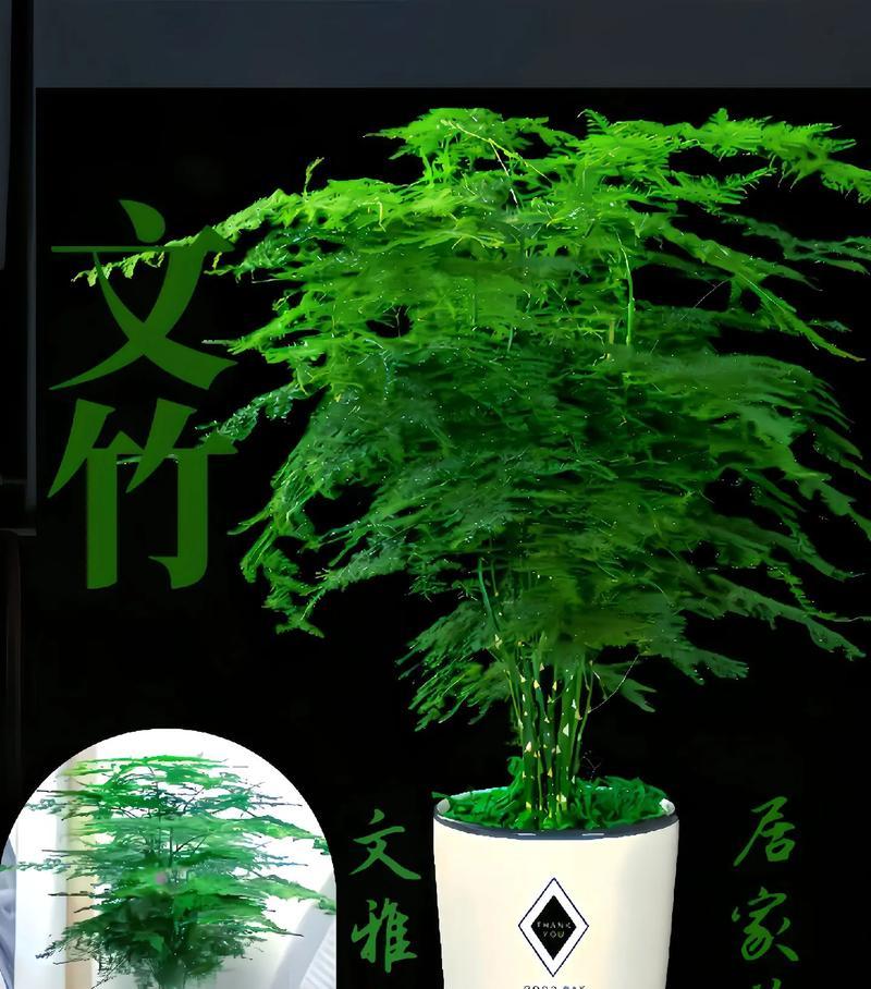 文竹不同颜色的花语有何不同？它们各自代表了什么？