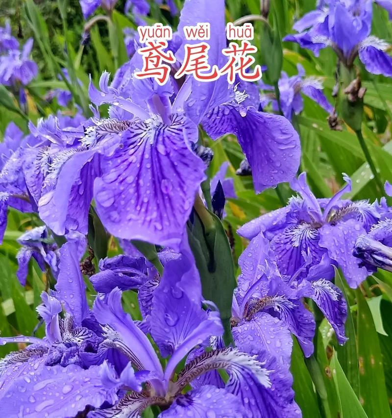紫色花语通常象征着什么？