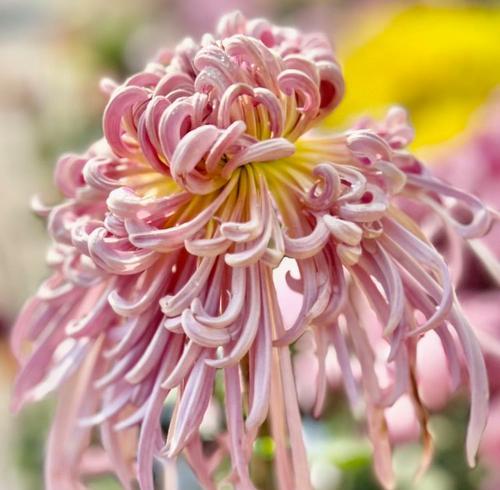 灵魂花语者代表什么？花语中灵魂花语者的含义是什么？
