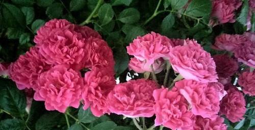 茉香花的花语代表什么？茉香花在花语中象征着什么？