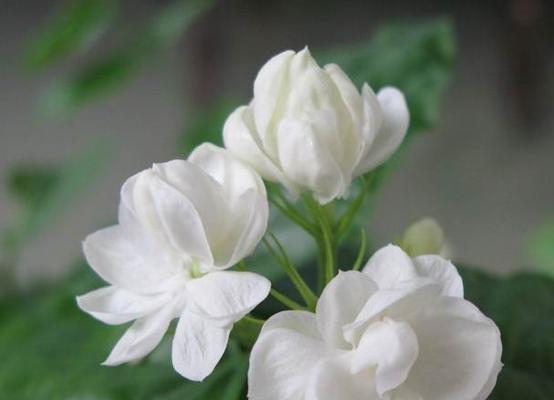 茉香花的花语代表什么？茉香花在花语中象征着什么？