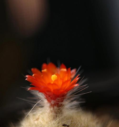 仙人球的花语寓意了哪些特质？