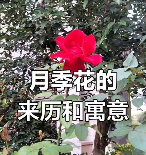 花语代表什么含义？如何正确解读雯姐送的花？