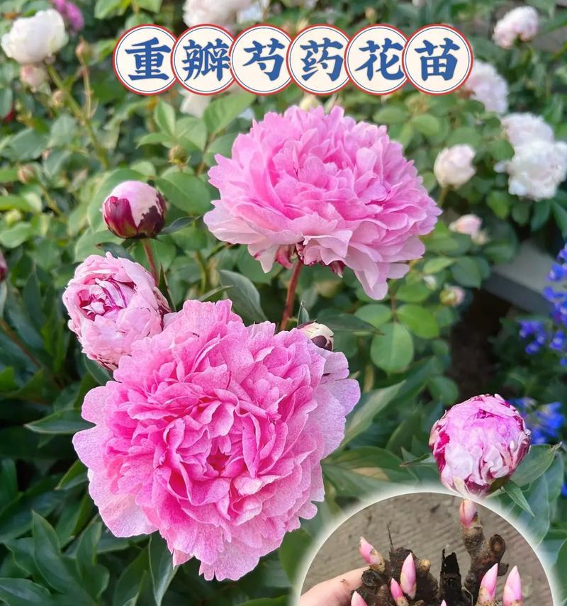 芍药的花语通常有哪些含义？