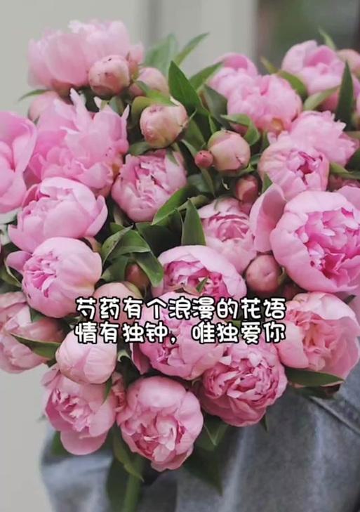 芍药的花语通常有哪些含义？