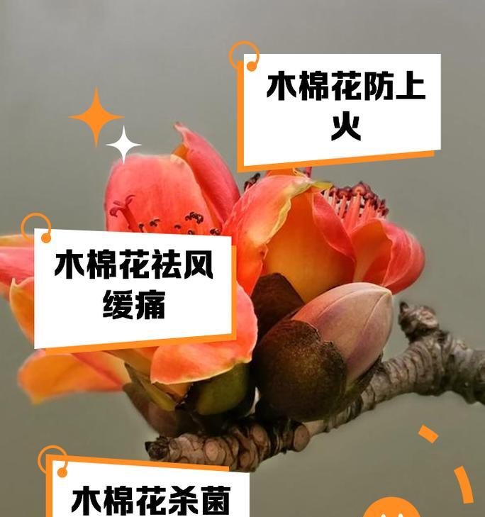 木棉的花语代表了哪些情感？