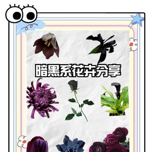红丝绒百合代表的花语是什么？