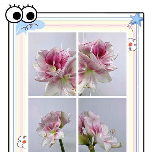 表达渴望爱情的花语有哪些？