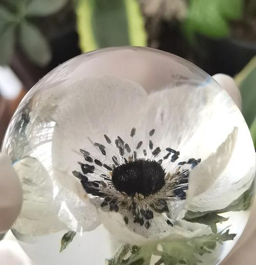 芙宁娜花语有何含义？芙宁娜的花语代表什么？