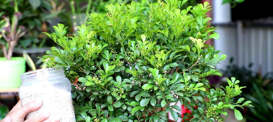 米兰的花语是什么？米兰花在不同文化中的象征意义是什么？