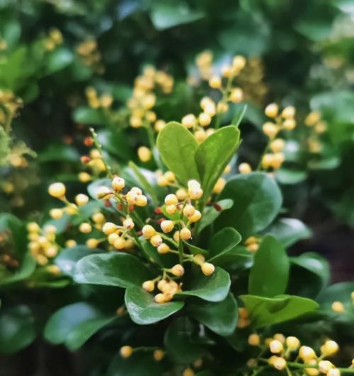 米兰的花语是什么？米兰花在不同文化中的象征意义是什么？