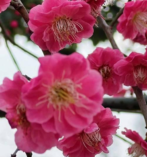 哪种花的花语是坚定追逐目标？如何用花语激励自己？