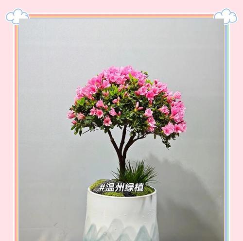 杜鹃花在过年时的花语和寓意是什么？