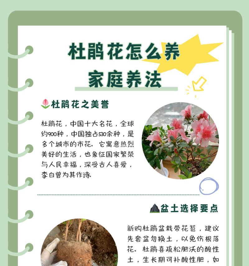 杜鹃花在过年时的花语和寓意是什么？