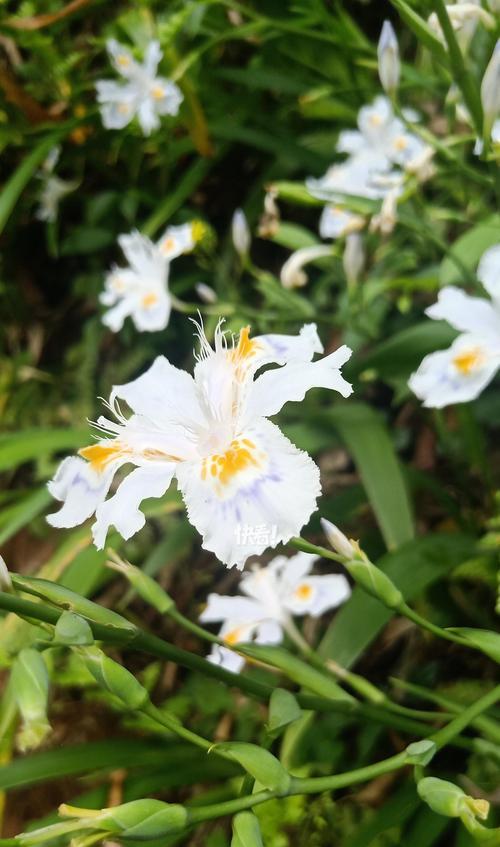 哪种花代表希望与生命？希望与生命花语的含义是什么？