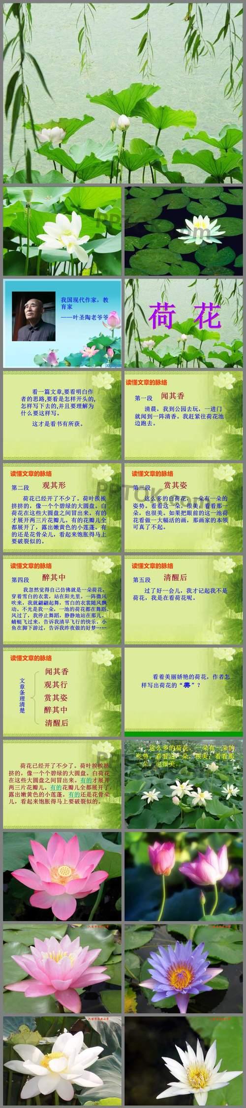 荷花的花语有哪些美好的寓意？
