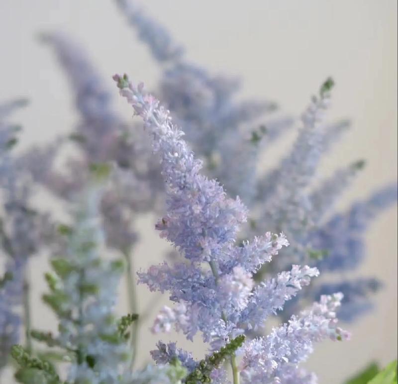 菲比适合哪种花的花语？适合菲比的花语有何寓意？
