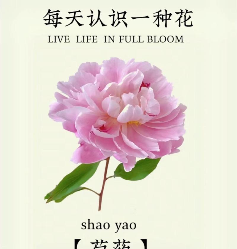 菲比适合哪种花的花语？适合菲比的花语有何寓意？