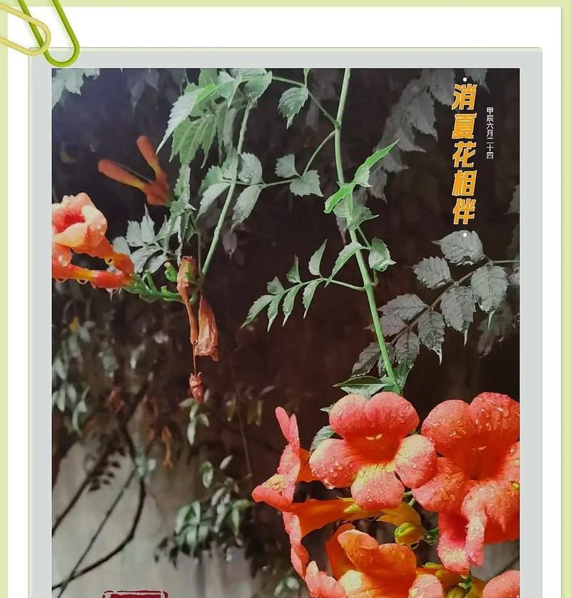 送教官的花语是什么呢？这种花语如何表达我们的敬意？