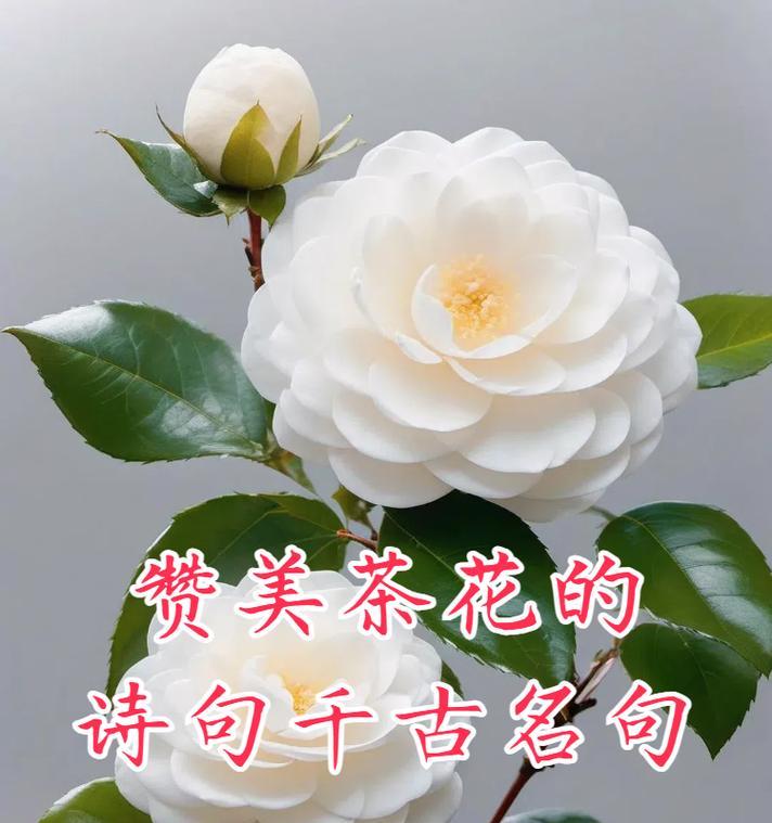 如何用花语表达赞美？夸赞的花语有哪些？