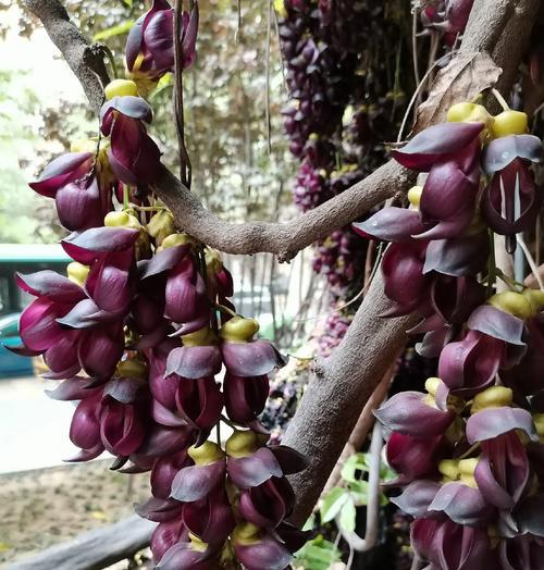 常春藤会开花吗？花期有多长？