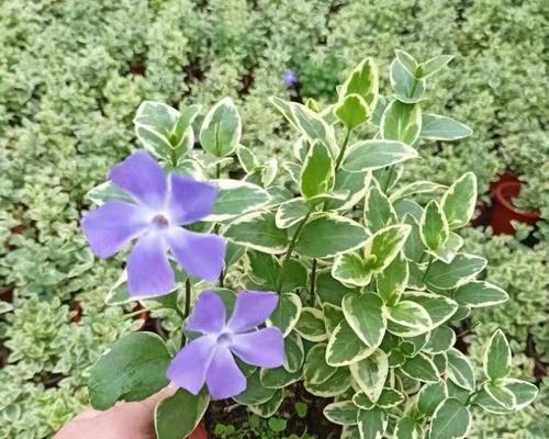 常春藤会开花吗？花期有多长？