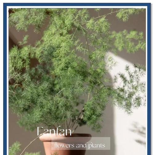 蓬莱松盆栽植物怎么养？招财树的养护秘籍！