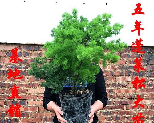 蓬莱松盆栽植物怎么养？招财树的养护秘籍！