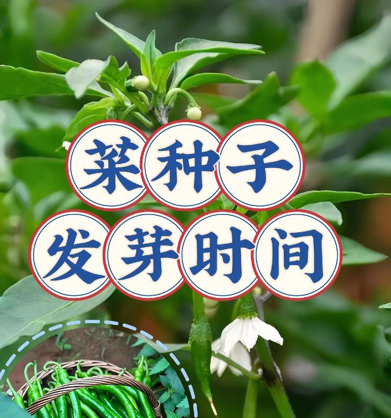 如何掌握催芽技巧？让蔬菜种子快速发芽的方法！
