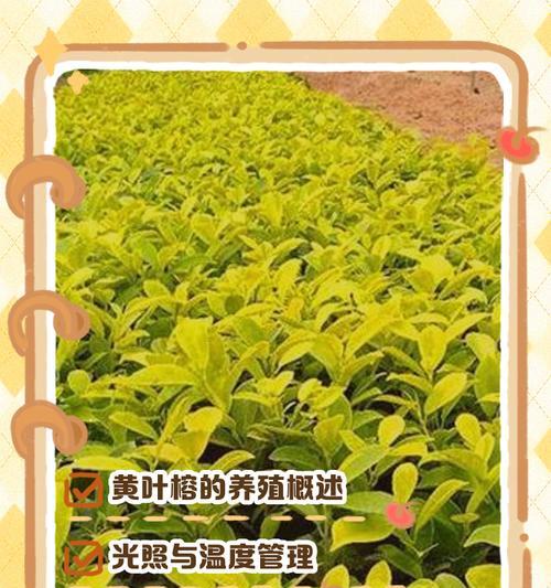 植物黄叶成因全解析？湿度和光照对植物黄叶的影响是什么？