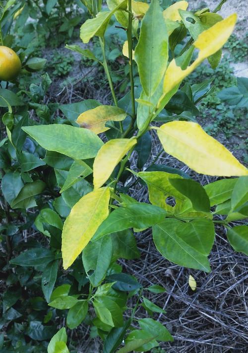 植物黄叶成因全解析？湿度和光照对植物黄叶的影响是什么？