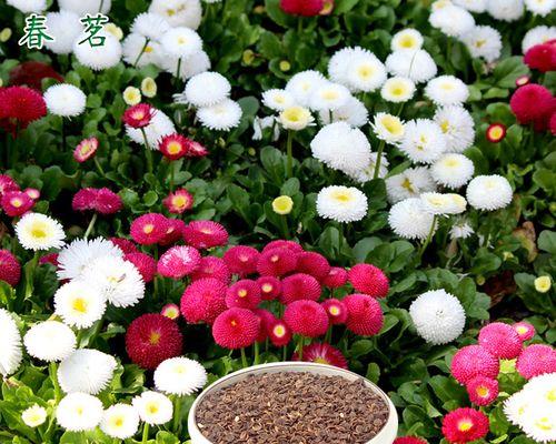 雏菊是一年生花卉嘛？雏菊的生长周期和养护要点是什么？