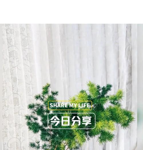 蓬莱松特性与养护全解析？蓬莱松的生长环境和养护要点是什么？