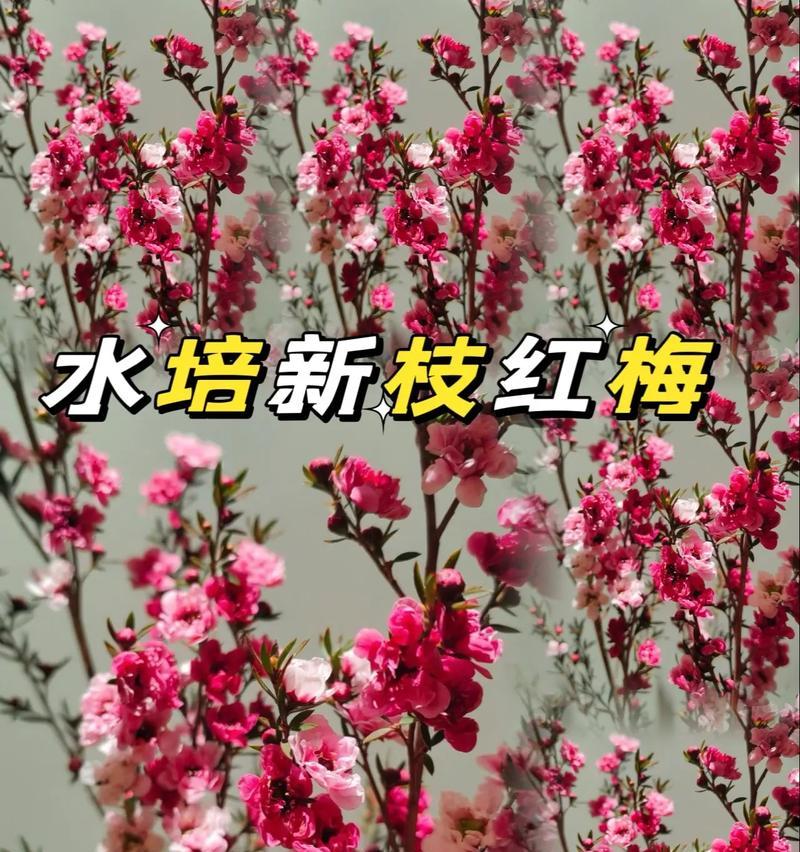 红梅品种盘点？如何选择适合自己的红梅品种？