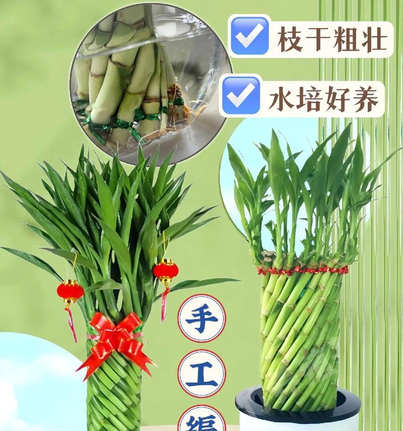 发财竹水培？如何让发财竹在水中生长得更好？