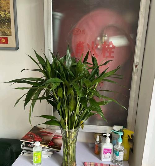 发财竹水培？如何让发财竹在水中生长得更好？