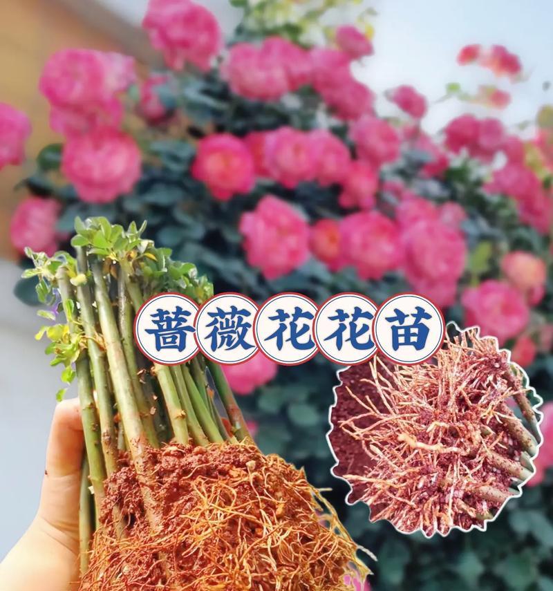 蔷薇花期全解析？蔷薇的花期和养护要点是什么？