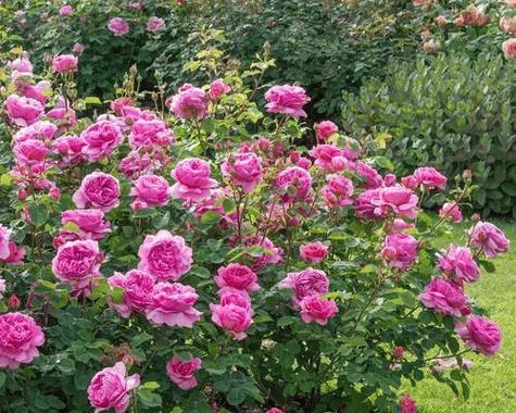 蔷薇花期全解析？蔷薇的花期和养护要点是什么？