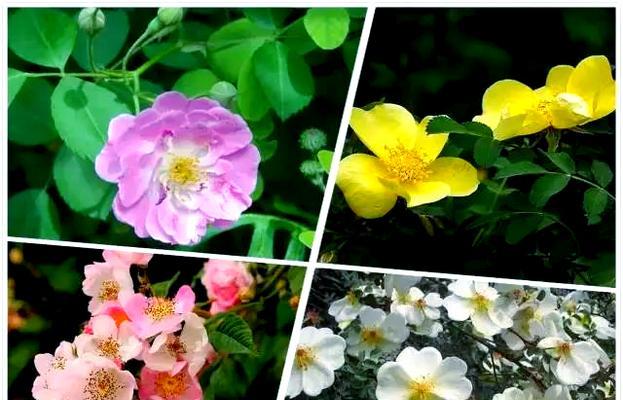 蔷薇花期全解析？蔷薇的花期和养护要点是什么？