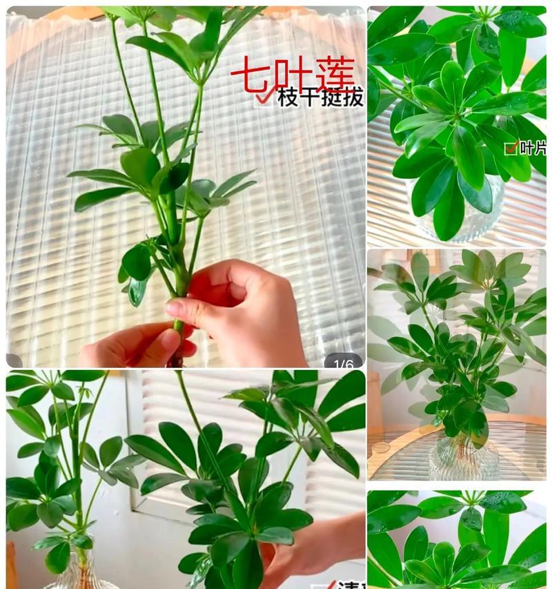 水培鸭脚木生根全攻略？如何让鸭脚木在水中生根？