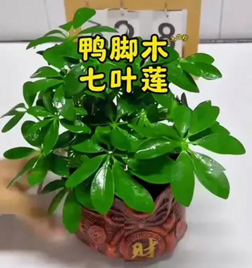 水培鸭脚木生根全攻略？如何让鸭脚木在水中生根？