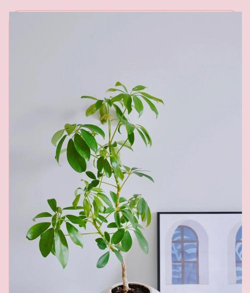 水培鸭脚木生根全攻略？如何让鸭脚木在水中生根？
