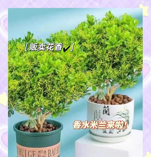 米兰花配土与养护秘籍？如何让米兰花更健康地生长？
