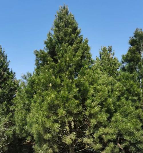 白皮松种子催芽技术？如何让白皮松种子更好地发芽？