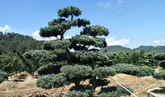 白皮松种子催芽技术？如何让白皮松种子更好地发芽？