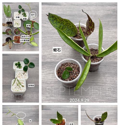 五种“扦插王”生根快容易养活？如何让这些植物更好地生根？
